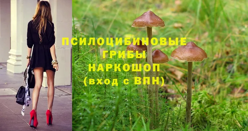 Псилоцибиновые грибы Psilocybe  Белогорск 